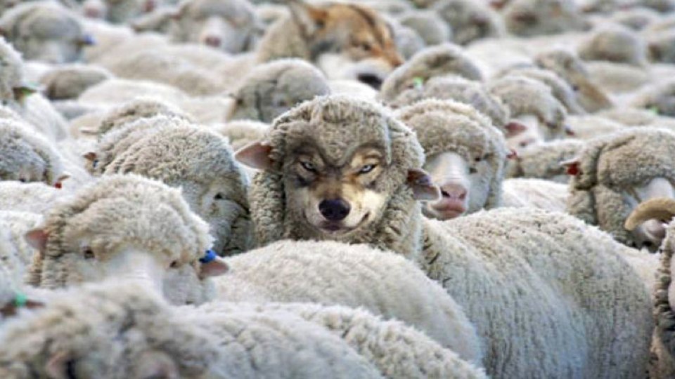 Beware: Wolves Dressed in Sheep's Clothing
